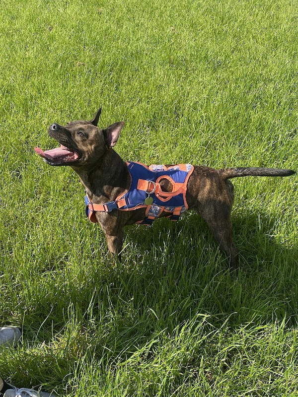 Landywood K9 Fields