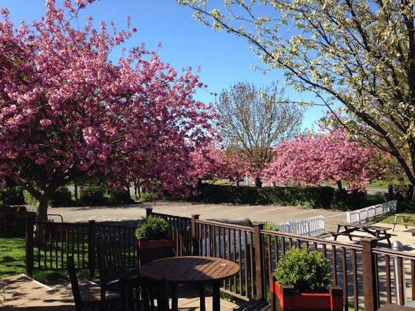 The Cherry Tree